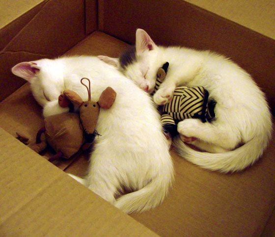 kaiyun官方入口登录-“篮网队豪取连胜，三巨头状态火热”，篮网队三大巨头