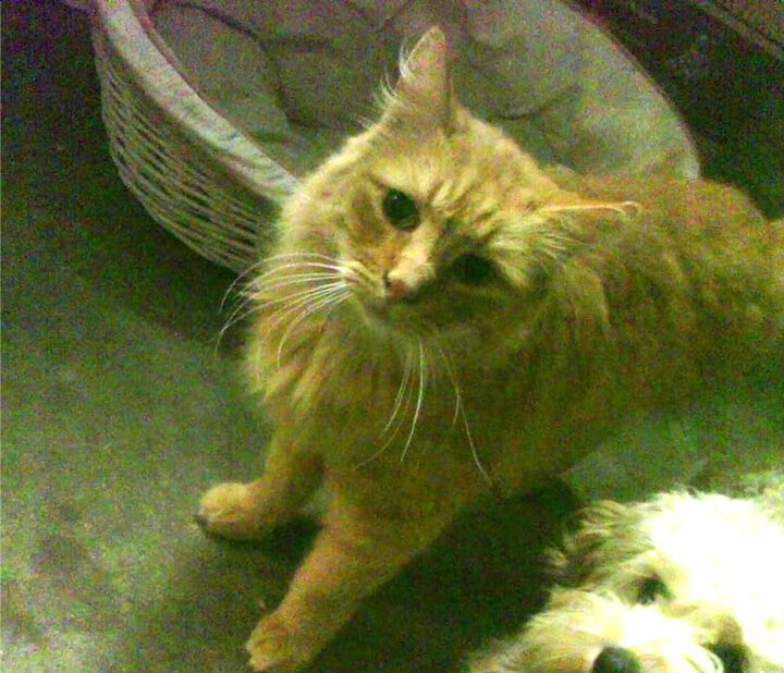 开云官网在线-中国足球明星代言品牌合作不断扩展，国足代言的品牌