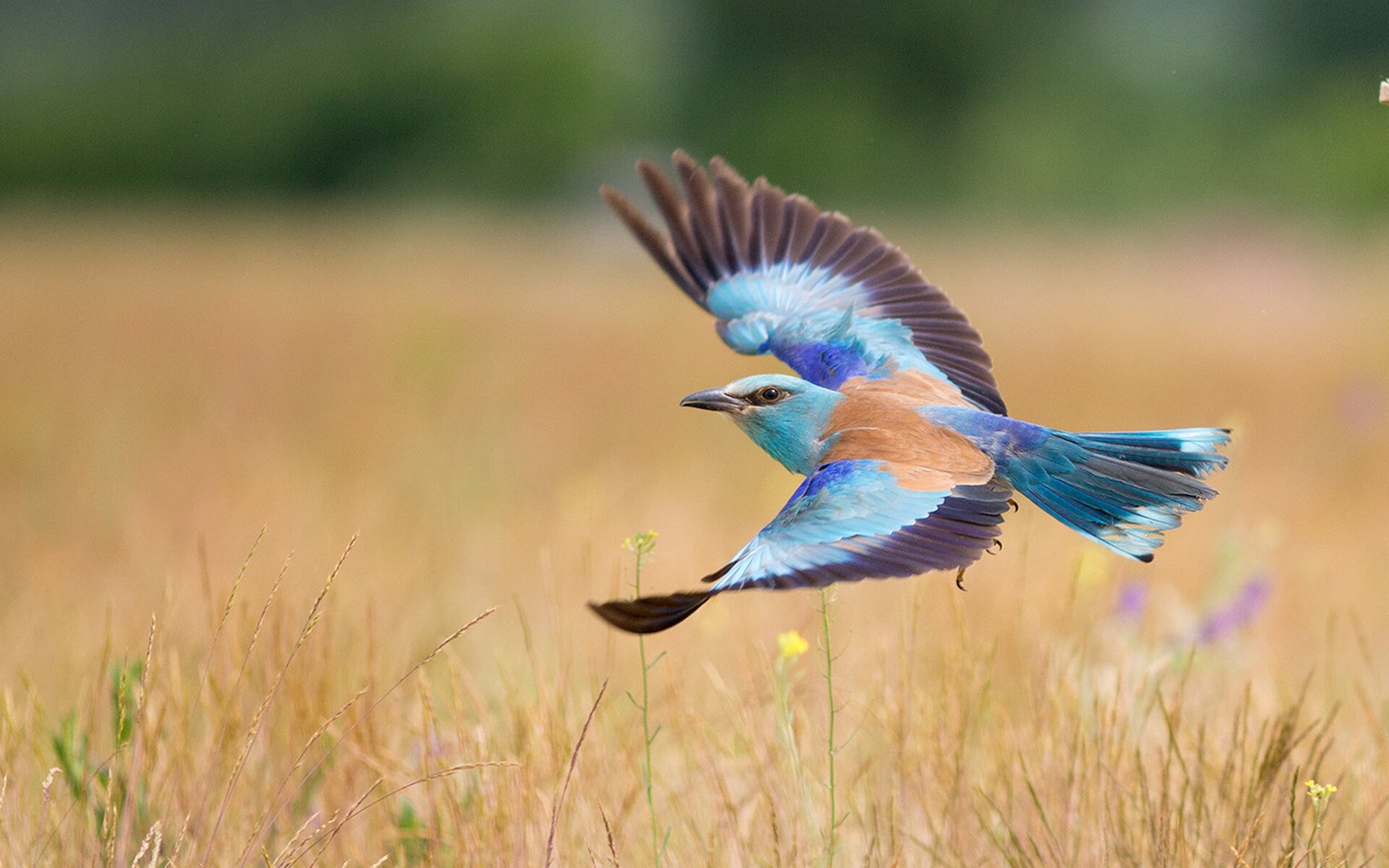 城市赛道的设计与特色，城市赛道的设计与特色是什么