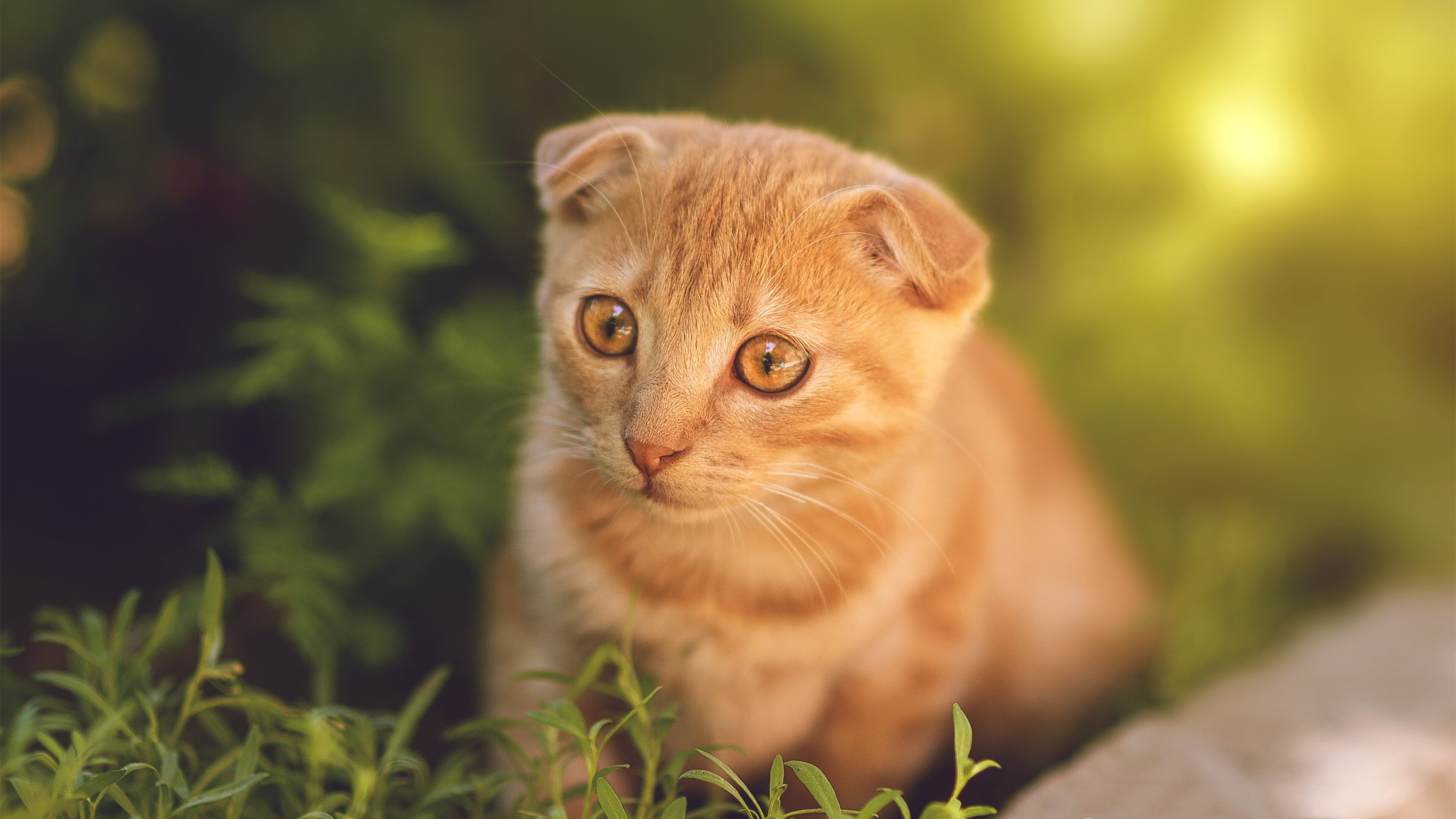 德国男子100米仰泳选手在预赛中表现出色,晋级半决赛,男子100m仰泳世界纪录