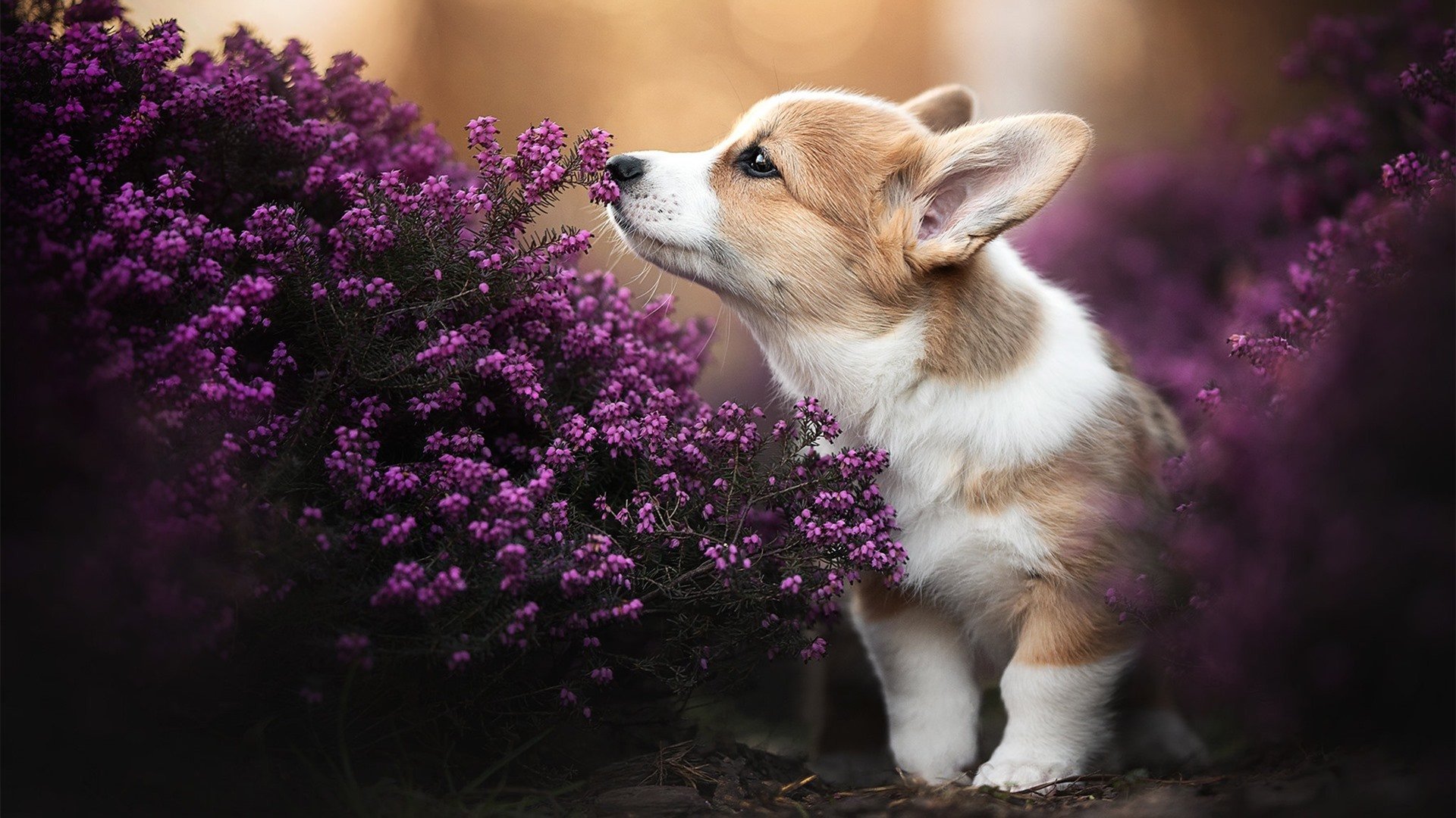 新型排气系统:提速的秘密武器,排气系统品牌