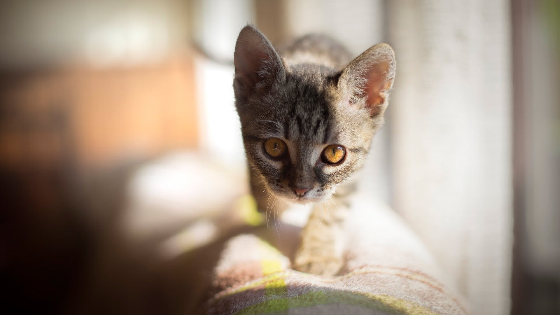 英格兰骑手大卫·詹金斯在巴黎奥运会盛装舞步比赛中获得第十三名,创造个人最佳成绩。