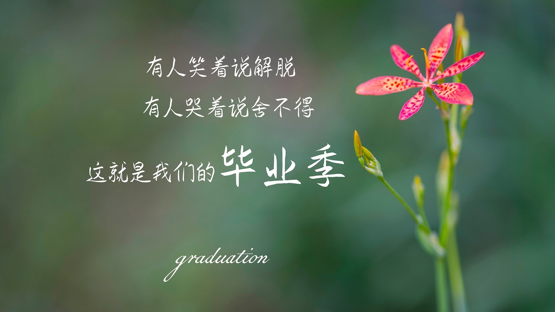 英格兰骑手大卫·詹金斯在巴黎奥运会盛装舞步比赛中获得第十三名,创造个人最佳成绩。