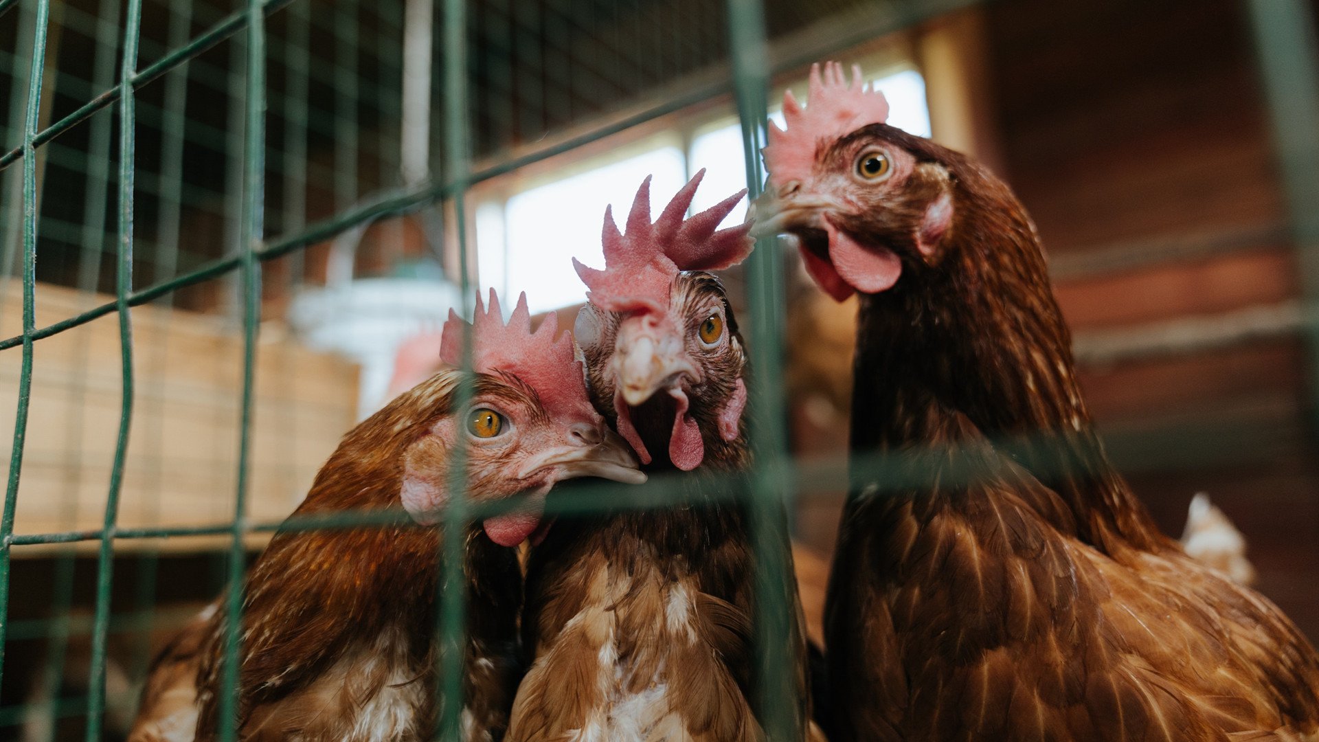 开云体育官方网入口-逆境中的“钢铁战队”——不屈不挠的足球精神，钢铁战队是哪个公司