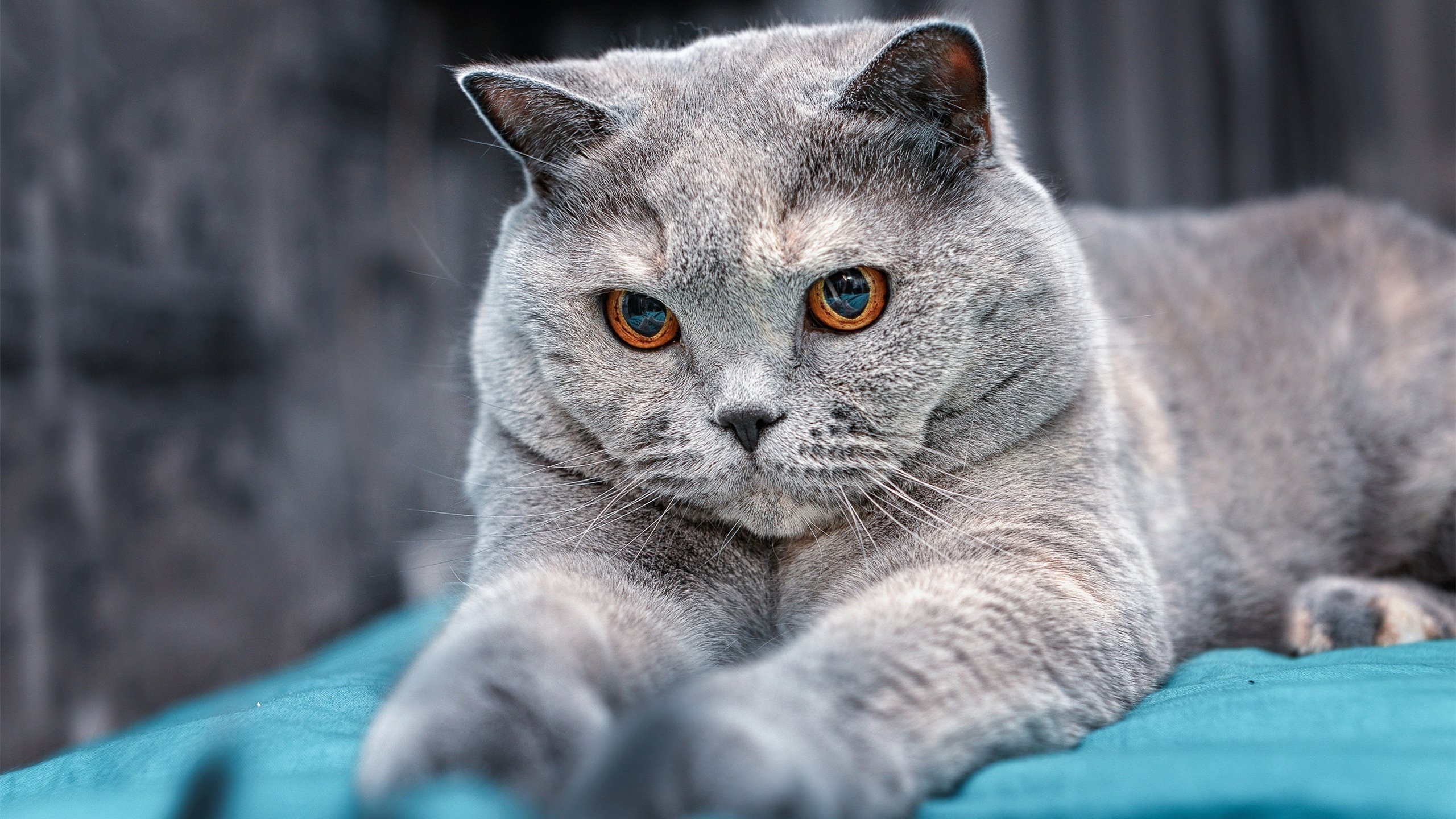 后腰球员是否应成为全能型转化中枢，后腰球员穿什么球鞋