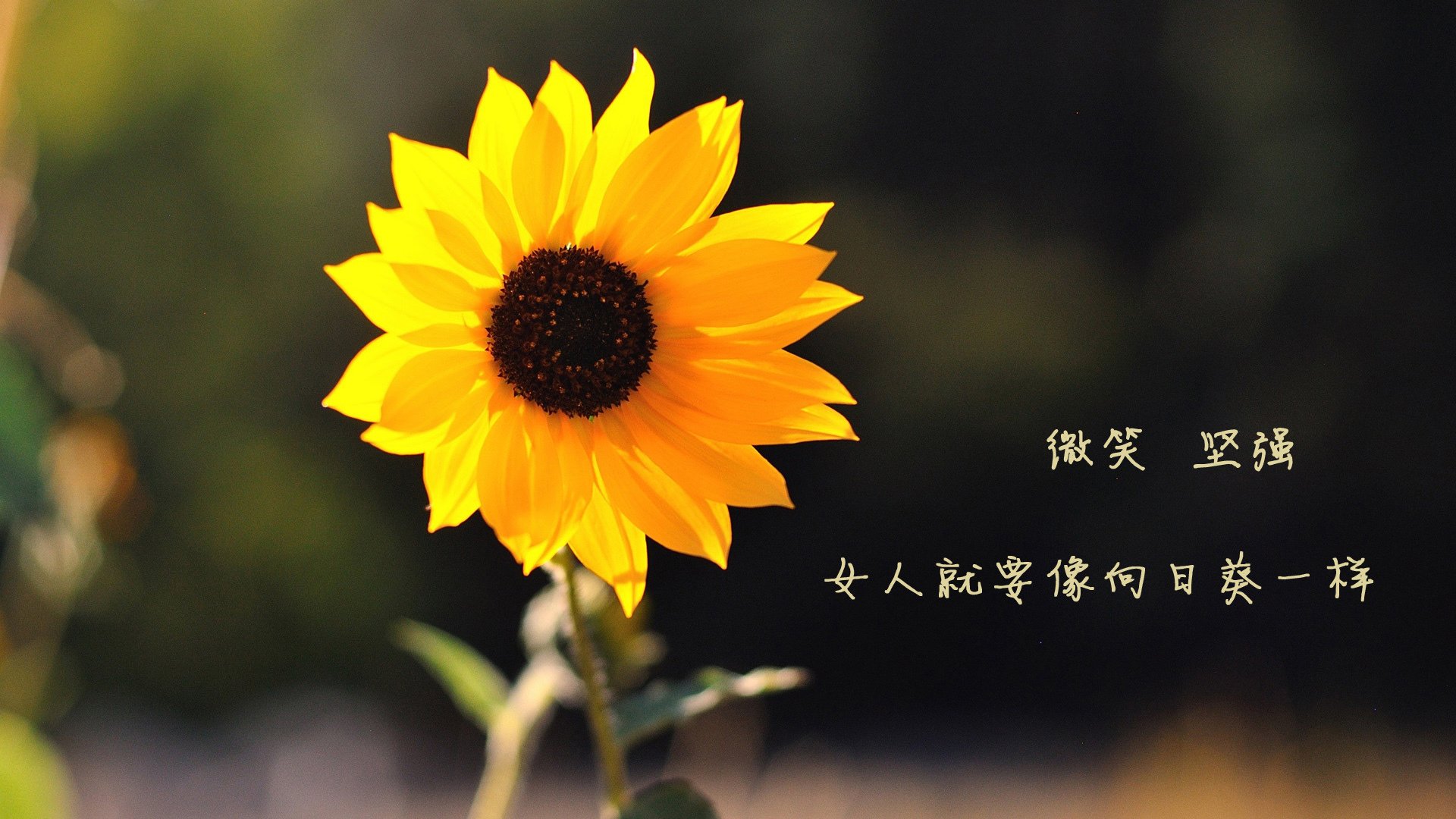 Kaiyun(中国)开云-尤尼克斯努力追赶，争夺季后赛更好名次，尤尼克斯球赛