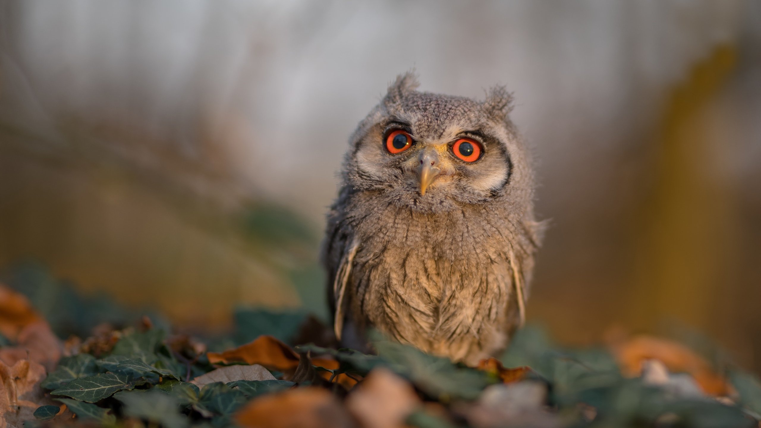 kaiyun官方入口登录-尤尼克斯常规赛紧随其后，季后赛势头强劲，尤尼克斯大赛服最新