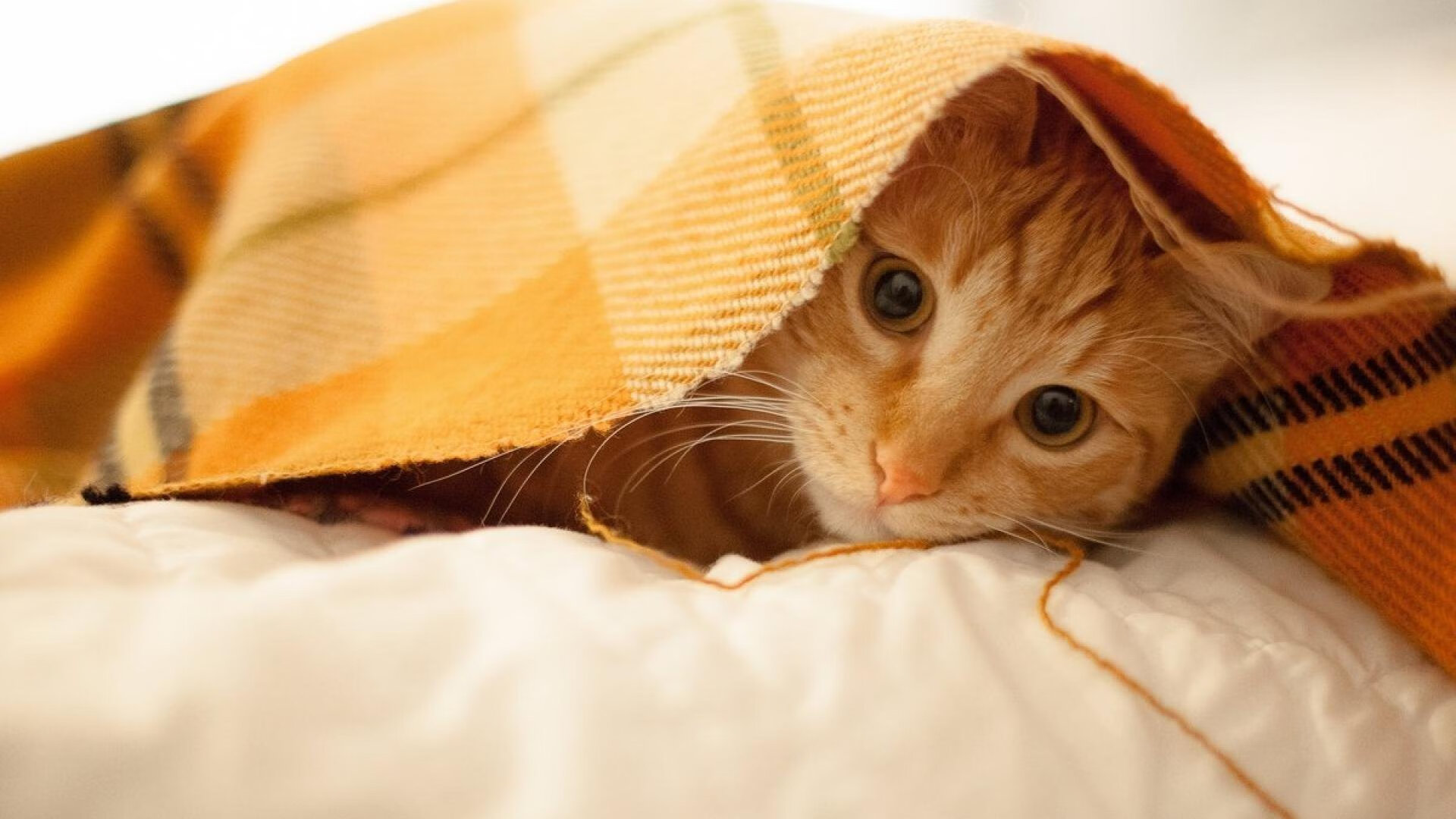 布鲁诺·卡博克洛成为NBA未来之星，布鲁诺卡波科洛体测数据