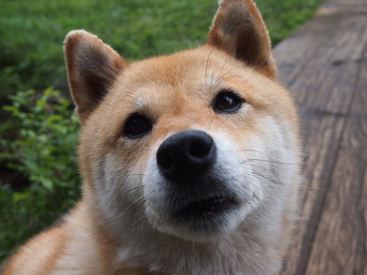 意甲球队宣布将举办球迷互动日活动，意甲球迷数量排名