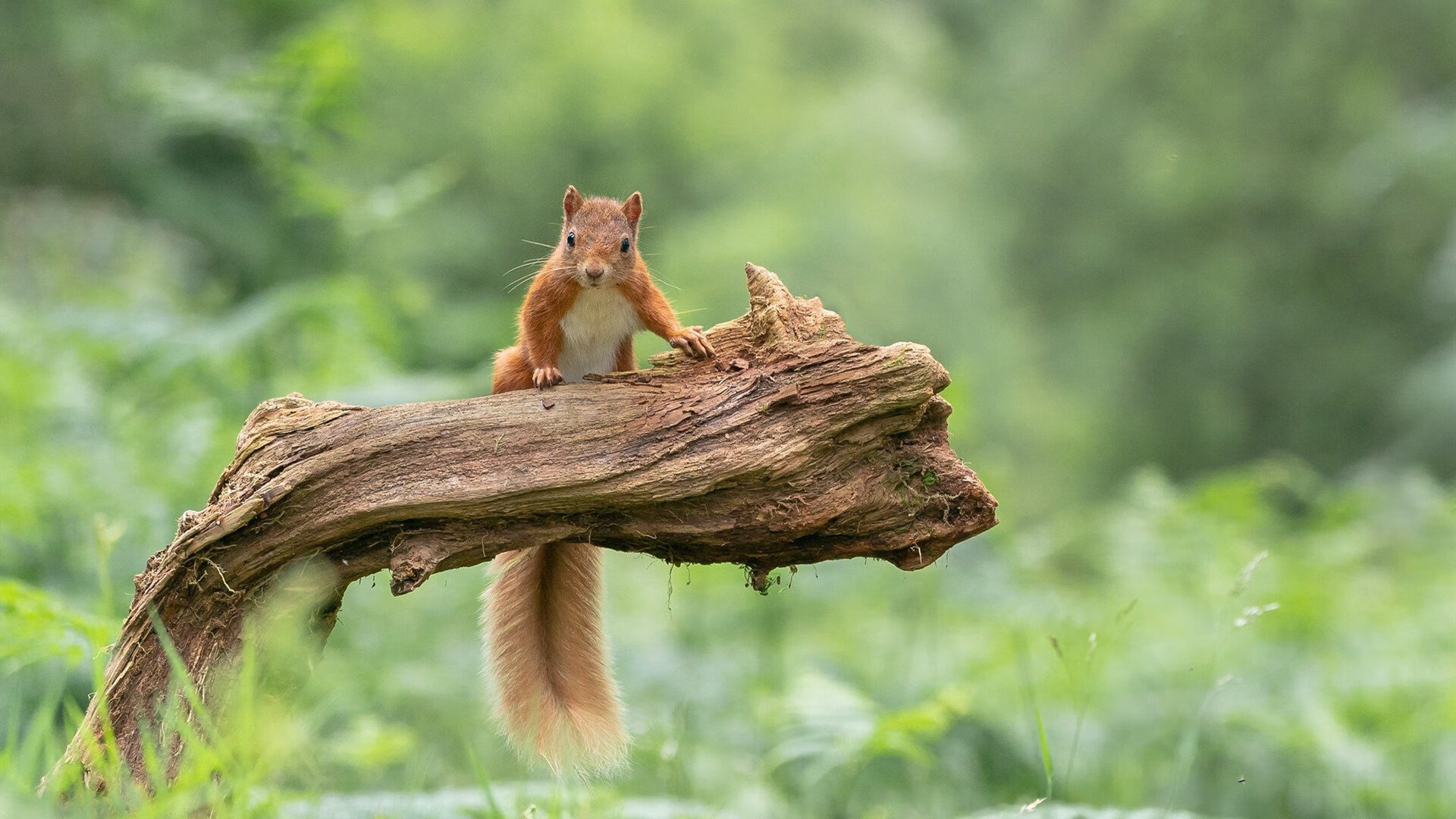 球员伤愈复出是否需经历小组战术重训期，球员伤病对球员的影响