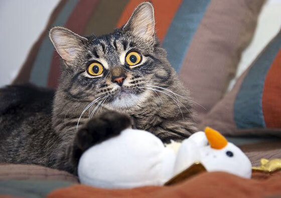 阿森纳签下经验丰富的后卫,增强防线深度,阿森纳有什么历史后卫