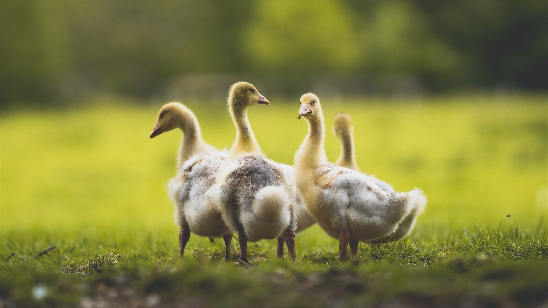 开云网页版-体育赛事现场管理优化，体育赛事管理要素