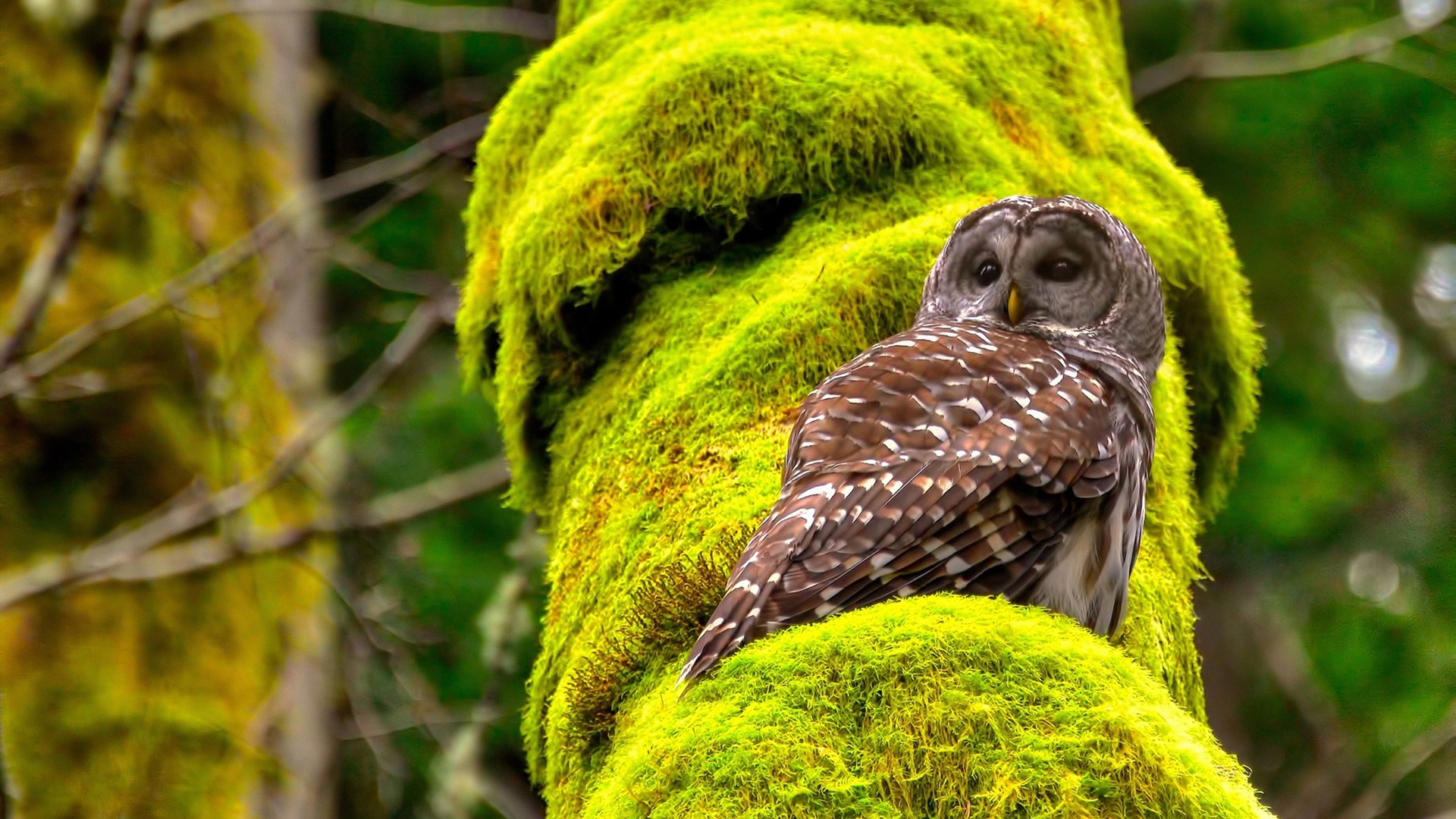 中国三人篮球女队强化中路防守体系,中国女子三人篮球队员是谁