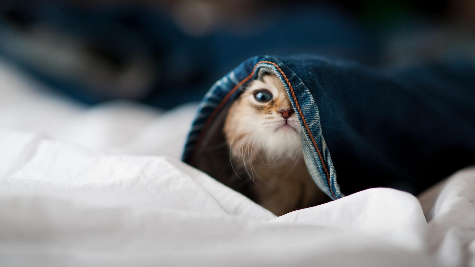 开云中国大陆-中国女篮展现良好团队文化 精神面貌积极健康，中国女蓝精神