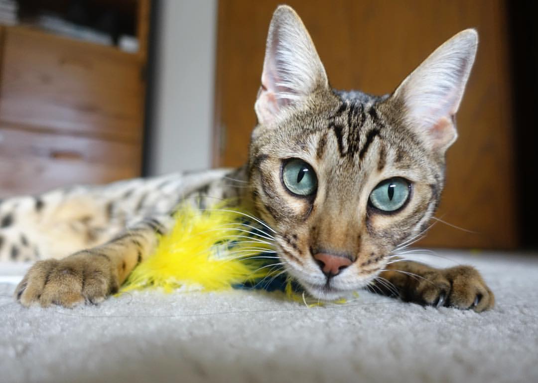 五大联赛是否提升针对下半场最后十五分钟战术应变训练,五大联赛间歇期