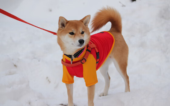 女子200蝶技术动作流畅性评分,女子200米蝶泳世界纪录是多少