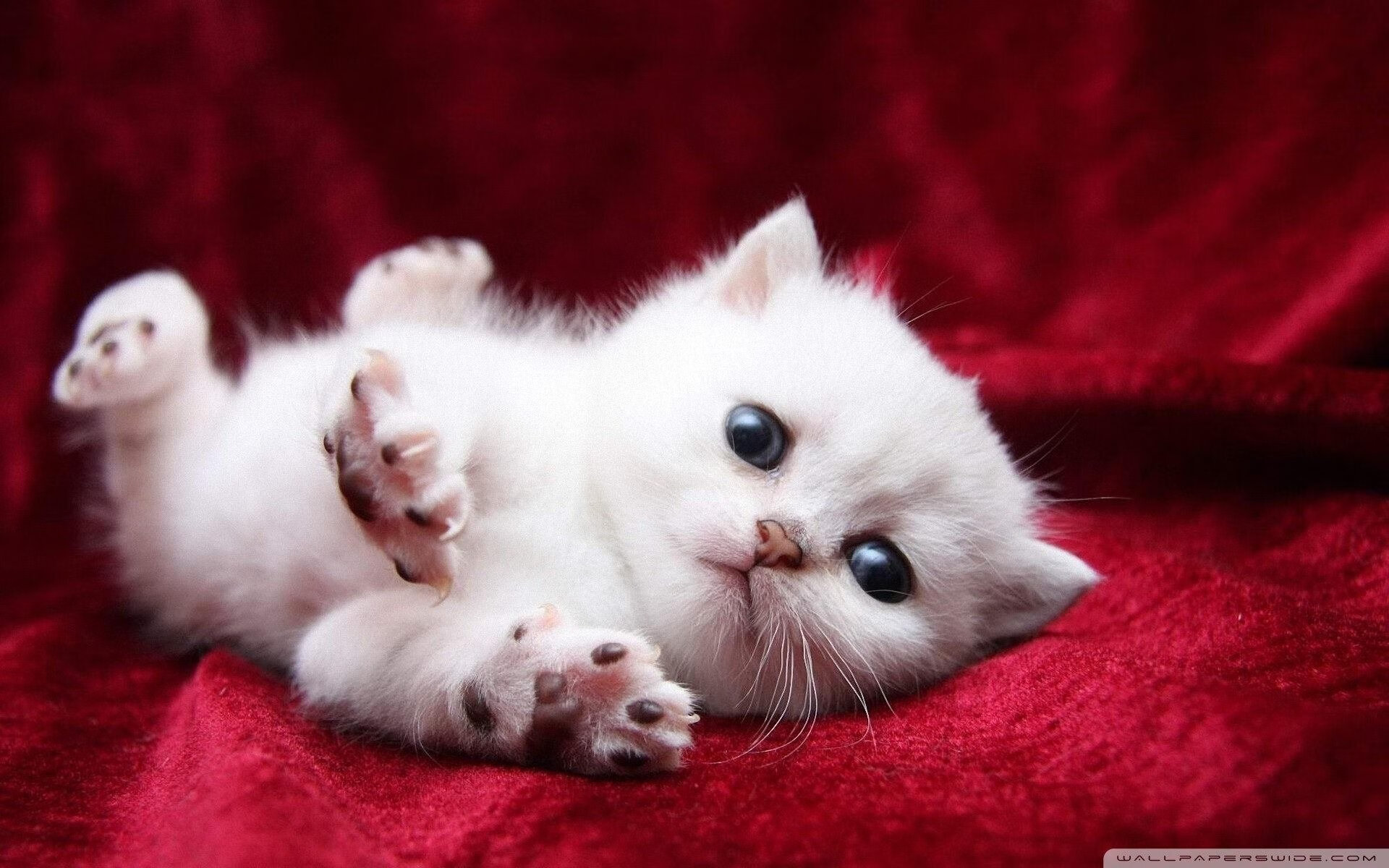 法兰克福边路起球精准助力得分,法兰克福队标含义