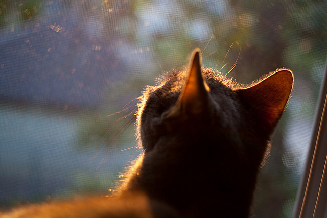 裁判判罚回放机制接受多方监督,裁判被罚下