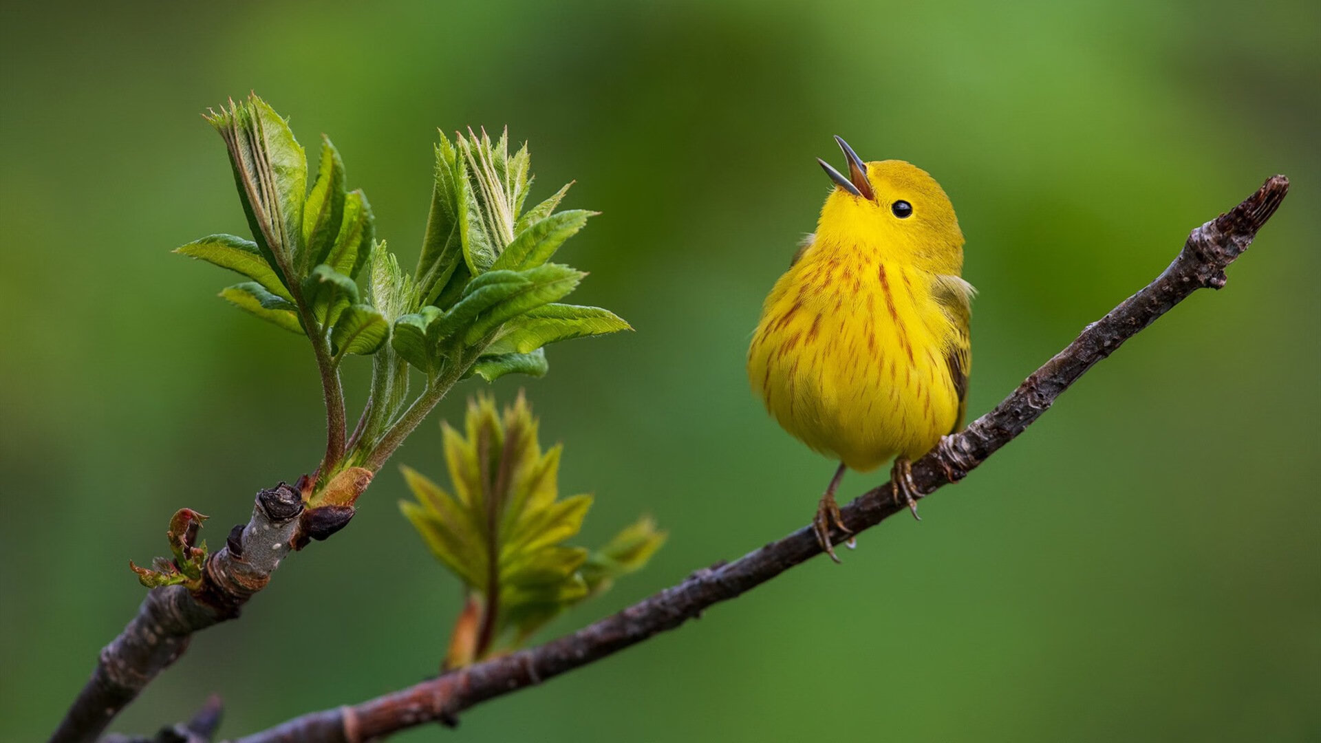 Kaiyun官方登录入口-南非羚羊队：每一场比赛中，他们都能迅速恢复并进入节奏，南非大羚羊主要分布哪里