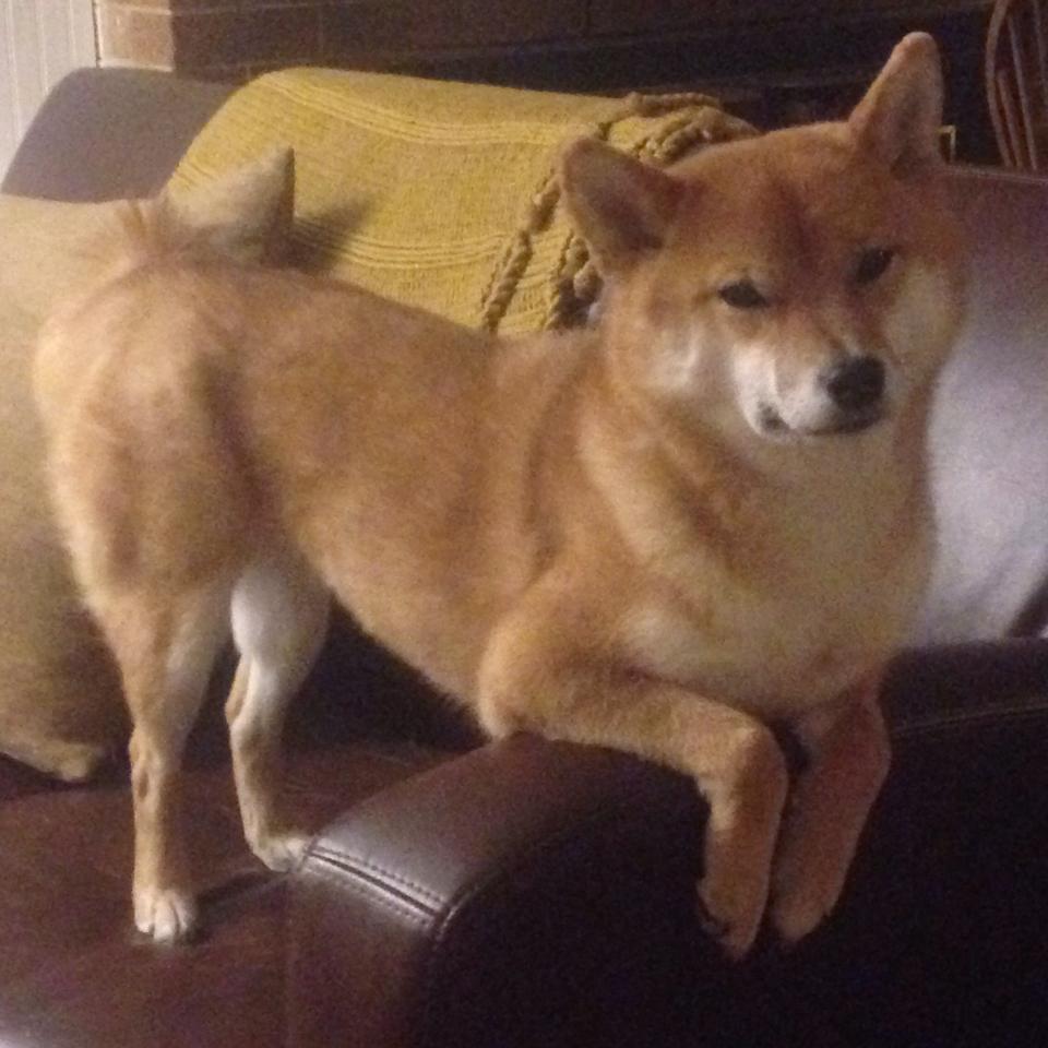 开云-精英选拔机制更加透明，选聘精英5步法