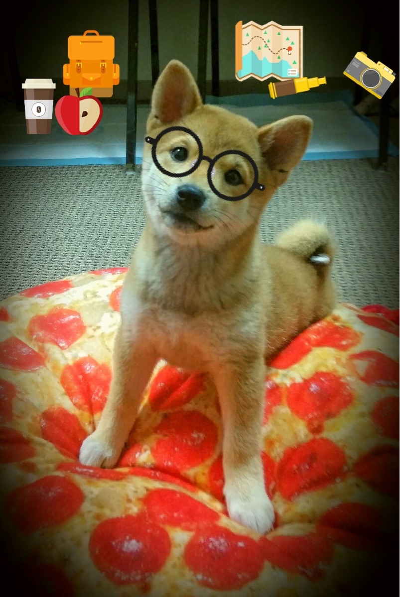 开云官网APP下载-荷兰队迎来新主帅，战术全面革新